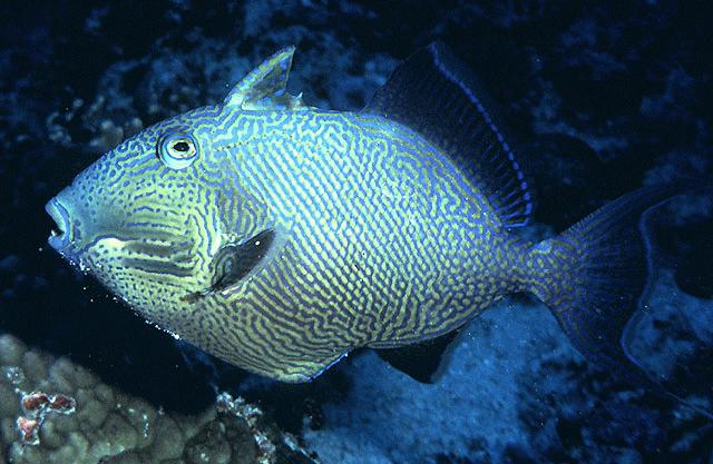 PSEUDOBALISTES FUSCUS